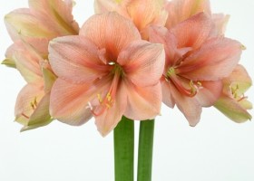 hippeastrum Rilona (1)